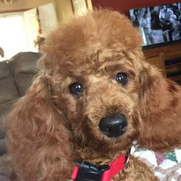 Peaches - Poodle