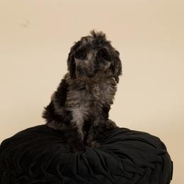 Mateo - Merle male Goldendoodle puppy in Los Angeles, California from Exquisite Doodles