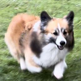 Denver - Pembroke Welsh Corgi