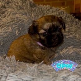 Opal - Brindle female Shih Tzu puppy in Hull, Georgia from Precious to the world Shih Tzu’s