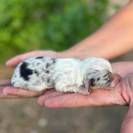 Cappuccino - Blue merle and white female American Corgi puppy in Bayard, Nebraska from Puppies by Alies