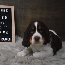 English Springer Spaniel Puppies from Riled Up Ranch Springer Spaniel Puppies