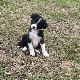 Border Collie Puppies from Patricia Goodwin