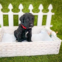 Goldendoodle Puppies from Peachy Doodles