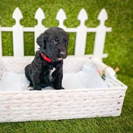 Goldendoodle Puppies from Peachy Doodles