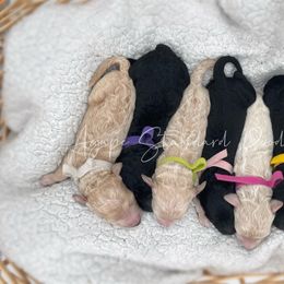 Poodle Puppies from Agape Standard Poodles