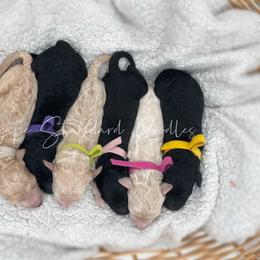 Poodle Puppies from Agape Standard Poodles