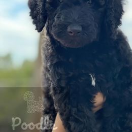 Poodles from Poodle Privilege