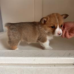 Pembroke Welsh Corgi Puppies from Hansen Corgis