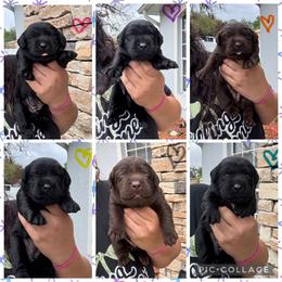Purple Collar Female - Black female Labrador Retriever puppy in Kissimmee, Florida from SunState Labs