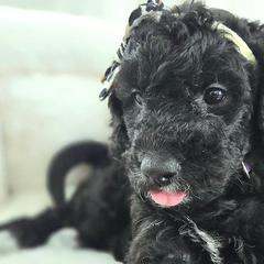 Golden Mountain Doodles from Hopes Angels Mini Doodles