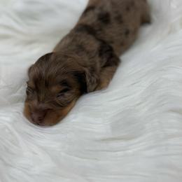 Belle - Dapple female Dachshund puppy in Menifee, California from TeenieWeenieDoxies