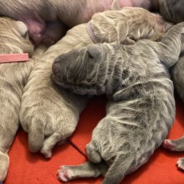 Boy 1 - Neapolitan Mastiff puppy in Elko, Nevada from Battle Born Neos