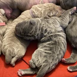 Boy 1 - Neapolitan Mastiff puppy in Elko, Nevada from Battle Born Neos
