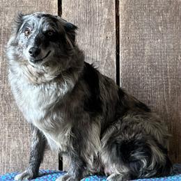 Gigi - Australian Shepherd