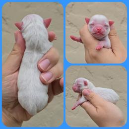 White - White male Chihuahua puppy in Vineland, New Jersey from Royal Companion's