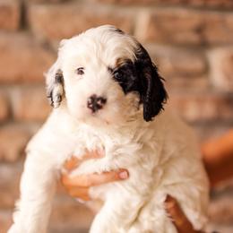 Milky Way - Black and white male Bernedoodle puppy in Lehi, Utah from Cookie's Cuties