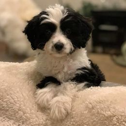Aussiedoodles from Independence Aussiedoodles