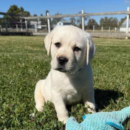 Blue - Yellow male Labrador Retriever puppy in Medford, Oregon from Valley View English Labs