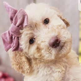 Bernedoodles and Labradoodles from Snow Mountain Doodles
