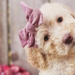 Bernedoodles and Labradoodles from Snow Mountain Doodles