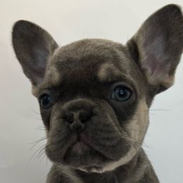 Peanut - Tricolors French Bulldog puppy in San Leandro, California from City of Frenchies