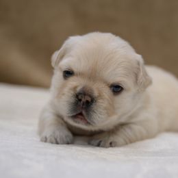 American Bully and French Bulldog Puppies from Obduro Bullies and Frenchies