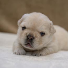 American Bully and French Bulldog Puppies from Obduro Bullies and Frenchies
