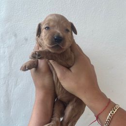 Red - Cream female Goldendoodle puppy in Miami, Florida from Happy Doods