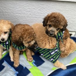 Goldendoodle and Poodle Puppies from South Sound Doodles