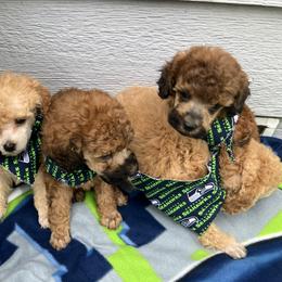 Goldendoodle and Poodle Puppies from South Sound Doodles