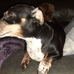 Dachshunds from Dardar's Dachshunds