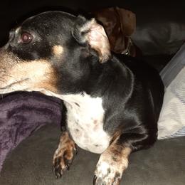 Dachshunds from Dardar's Dachshunds