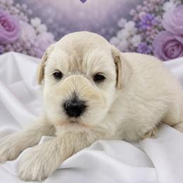 Lucas - Wheaten male Miniature Schnauzer puppy in Sylvania, Georgia from Southern Sky Miniature Schnauzers