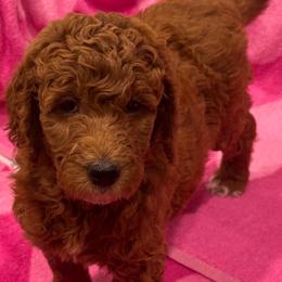 Ruby - Red  female Goldendoodle puppy in Maricopa, Arizona from AZ Designer Goldendoodles