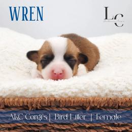 Wren - Red female Pembroke Welsh Corgi puppy in Pine Village, Indiana from NL Horsemanship