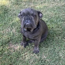 Boy 1 - Brindle French Bulldog puppy in Tennessee from West Tennesse Frenchies