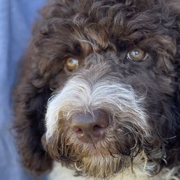 Olaf - Labradoodle puppy in Cleburne, Texas from Sugar Fig Kennel