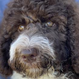 Olaf - Labradoodle puppy in Cleburne, Texas from Sugar Fig Kennel