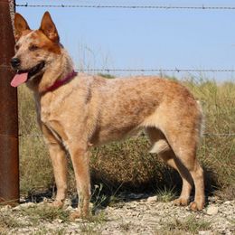 Lola - Australian Cattle Dog