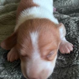 Eli - Piebald male Dachshund puppy in Argos, Indiana from TKO Doxies