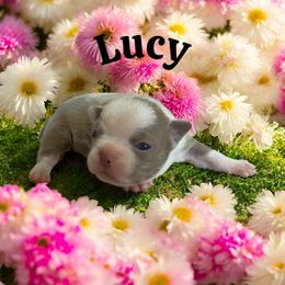 Lucy - Lilac female Boston Terrier puppy in Galt, California from Monkey Biz Bostons