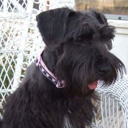 Winter - Miniature Schnauzer