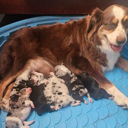 Tbd - Black tri-color male Australian Shepherd puppy in Wauneta, Nebraska from 4H Aussies