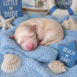 Dune - Gold male Shihpoo puppy in Hertford, North Carolina from Heaven Sent Shihpoo's