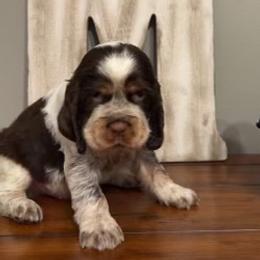 Cal - Tri-Roan male English Springer Spaniel puppy in Morrilton, Arkansas from Triple M Farms & Springers