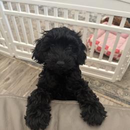 Cavapoo Puppies from AZ Cavapoos