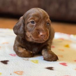 Ginger snap - Chocolate male Dachshund puppy in New Mexico from Long Dog Ranch