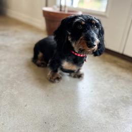 Dobby - Black and tan male Dachshund puppy in Canton, Texas from Itty Bitty Dachshunds
