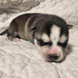 Leo - Black and white male Alaskan Klee Kai puppy in Byron Center, Michigan from Family Friendly Labradors & Klee Kai